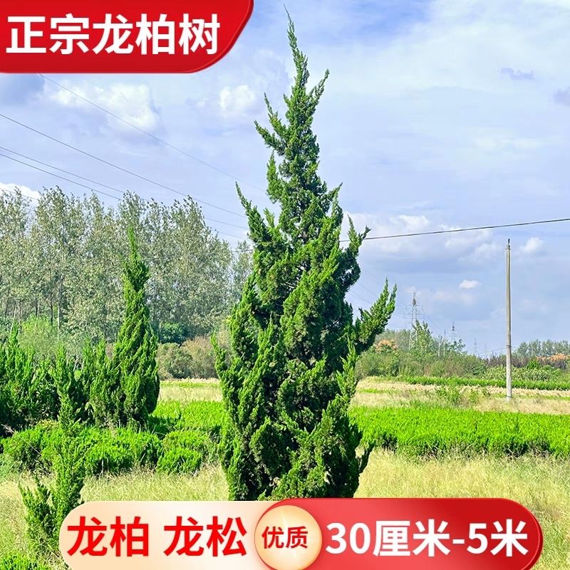 龙柏苗龙柏树苗小龙柏球蜀桧塔柏侧柏蜀块地柏宝塔松树苗四季长青