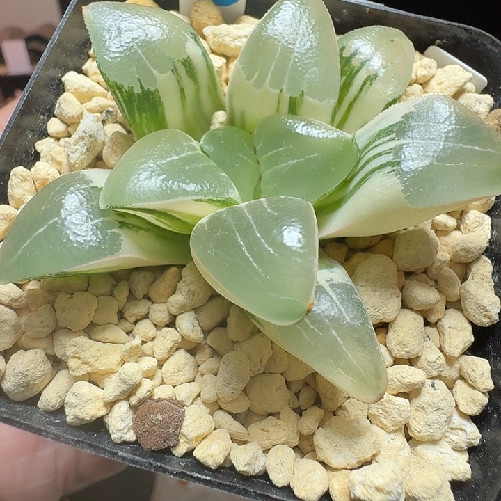 恭喜发财好运常伴0739