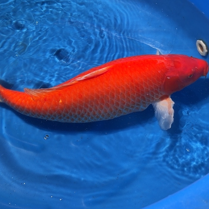海水鱼介子专拍链接