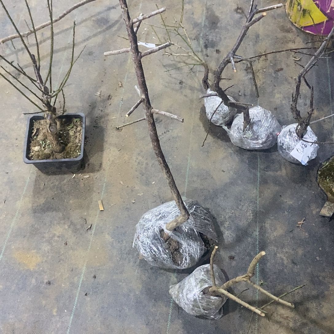 无花朵粉皮荷花2颗