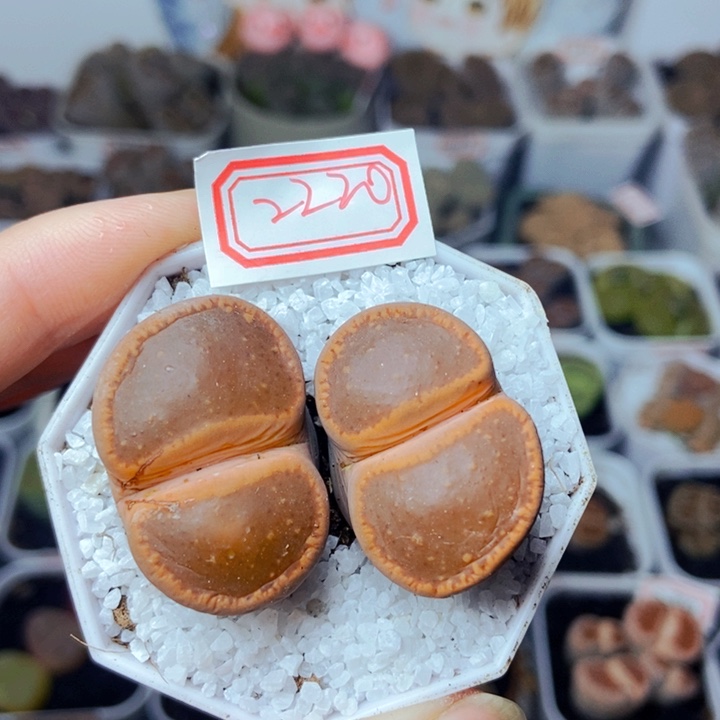 樱桃爱妃们的美肉