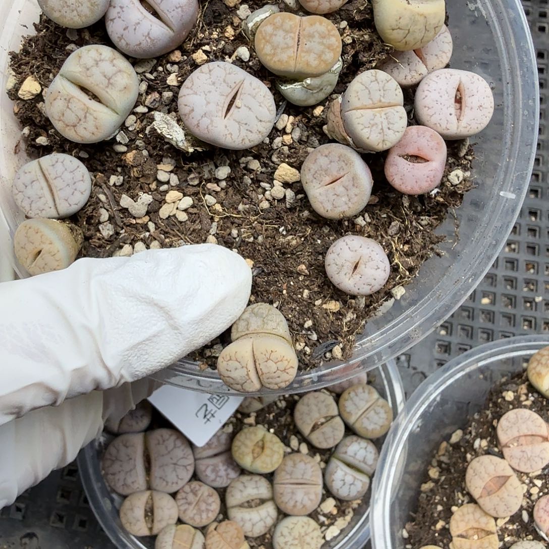 好看我真的不配喜欢这俩色134是