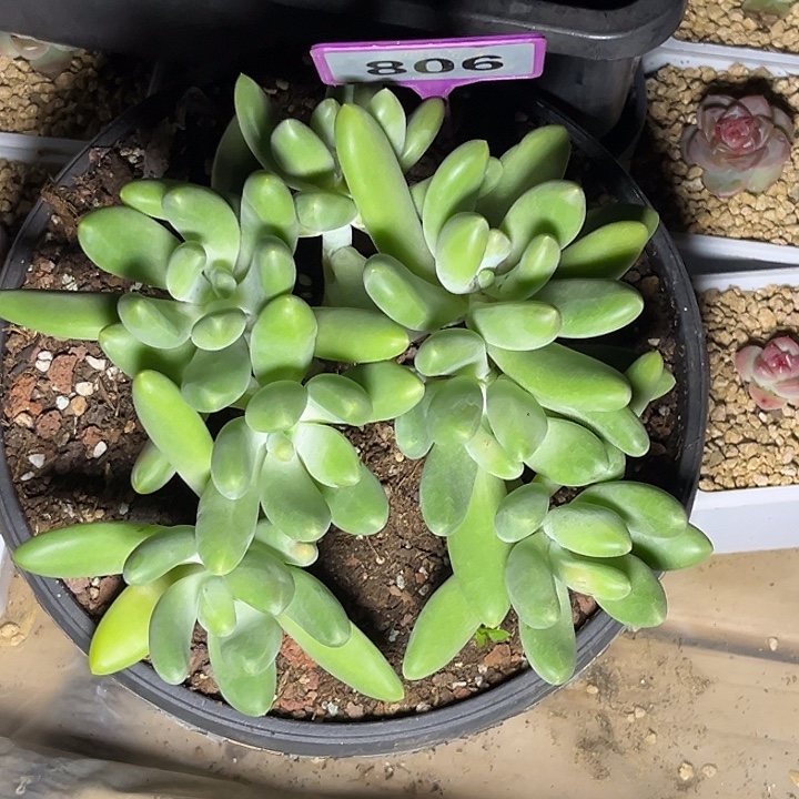 多肉植物x系法力达个体806