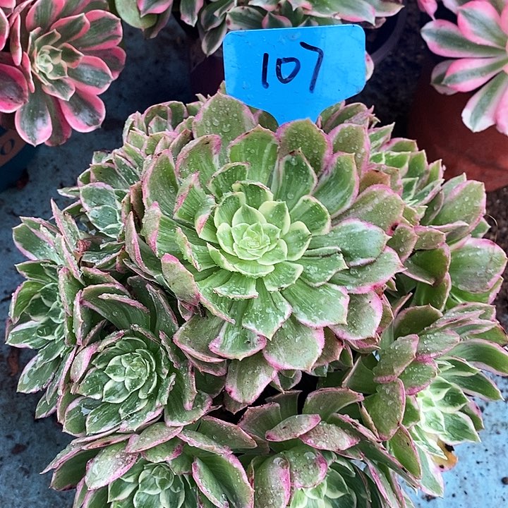 107 一颗水蜜桃法师多肉