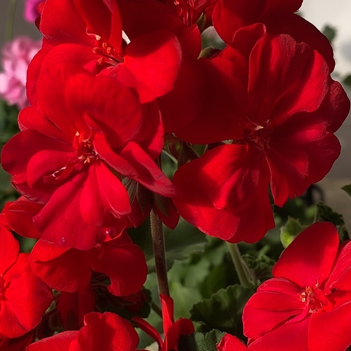 当前无花栽培后可以开花红丝绒