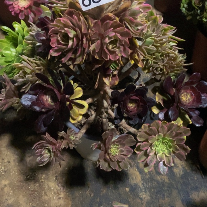 善***言680 粉黛一颗1111111