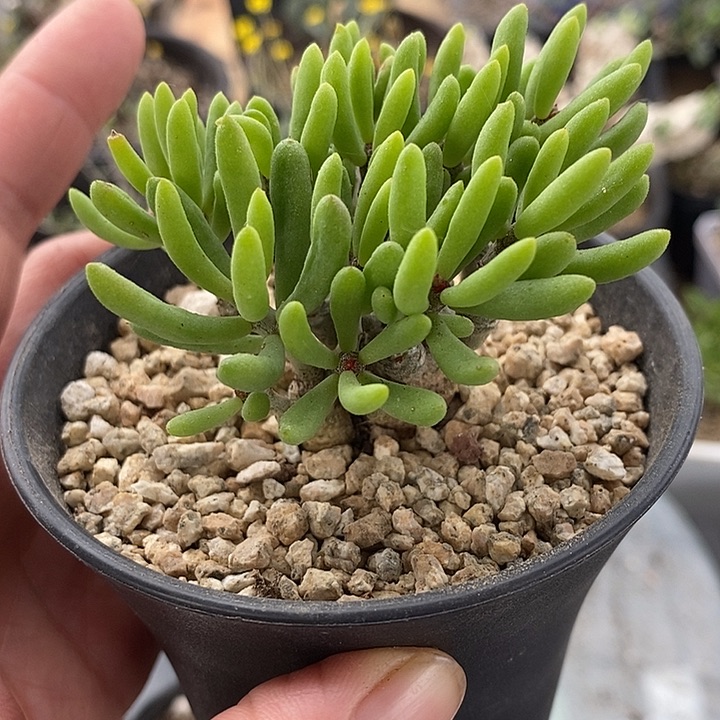 6025诱惑奇峰锦一一带盆