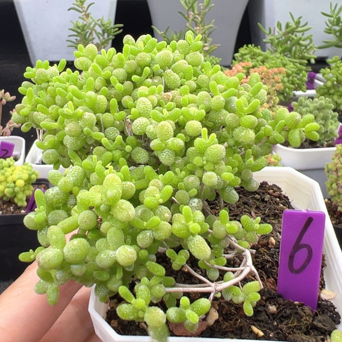 6号蜜橘悬崖桩一物一拍