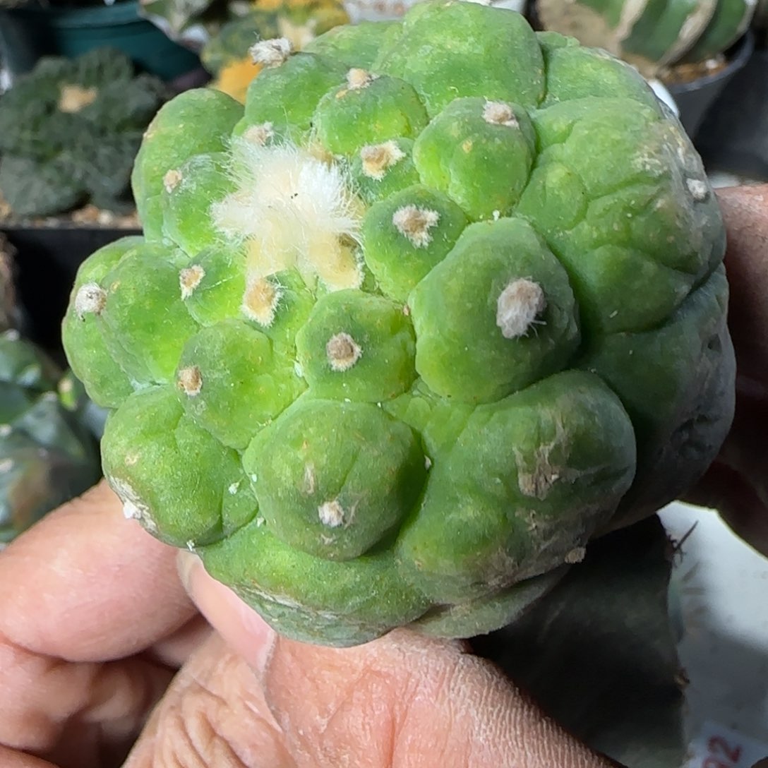 【闪购商品】皱尤大尤829