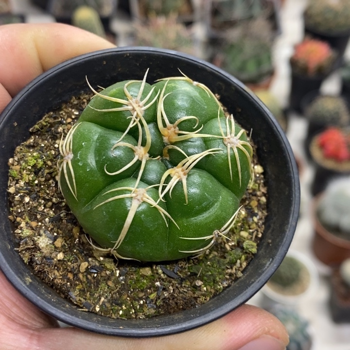 实生高木海王特价福利2