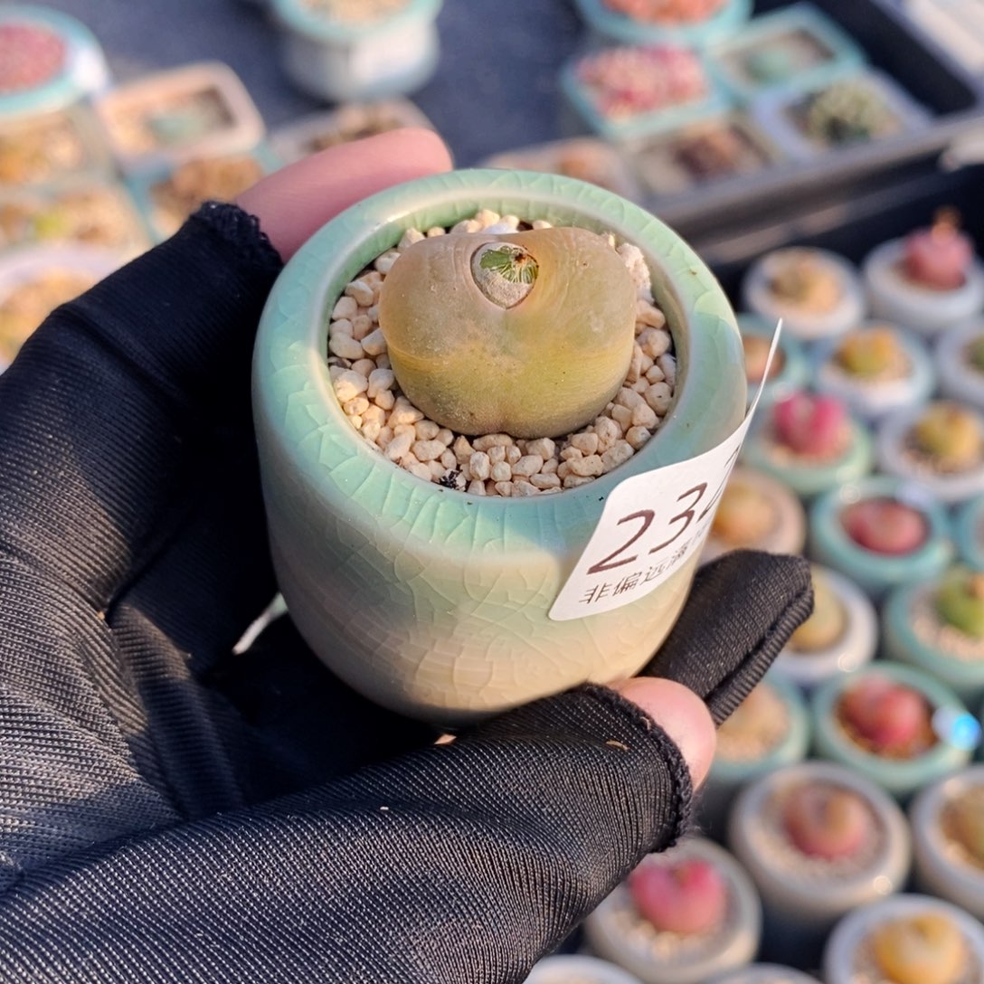 2325-一物一拍 带盆