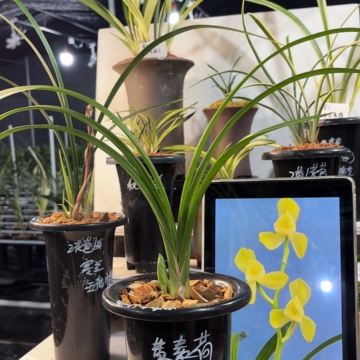 酷***酷完全开放春剑春剑春剑