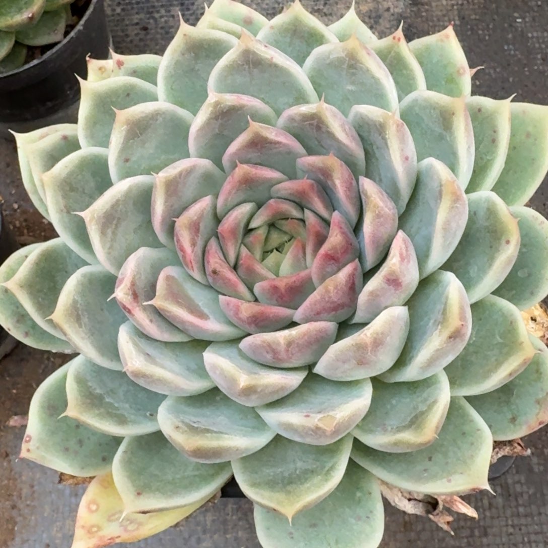 多肉杂交一物一拍27-129