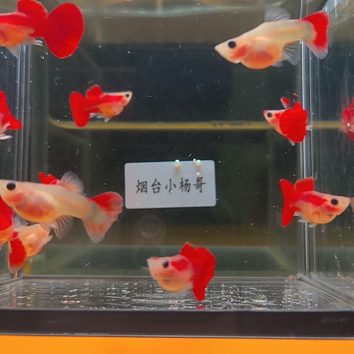 孔雀鱼全红玻璃猫园尾金玫瑰一对