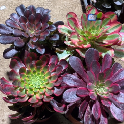 463多肉植物组合