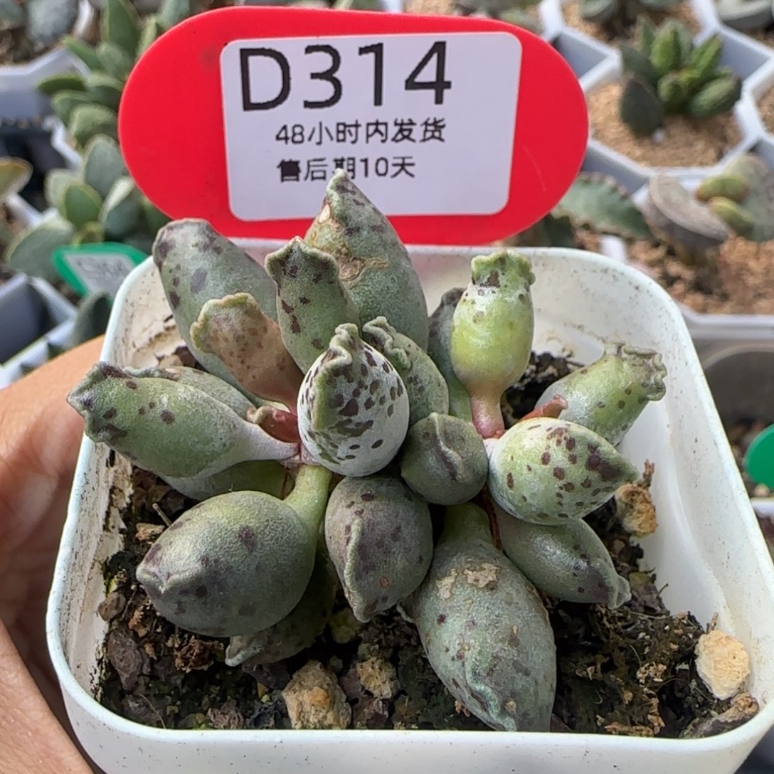 福利多肉。   314。    