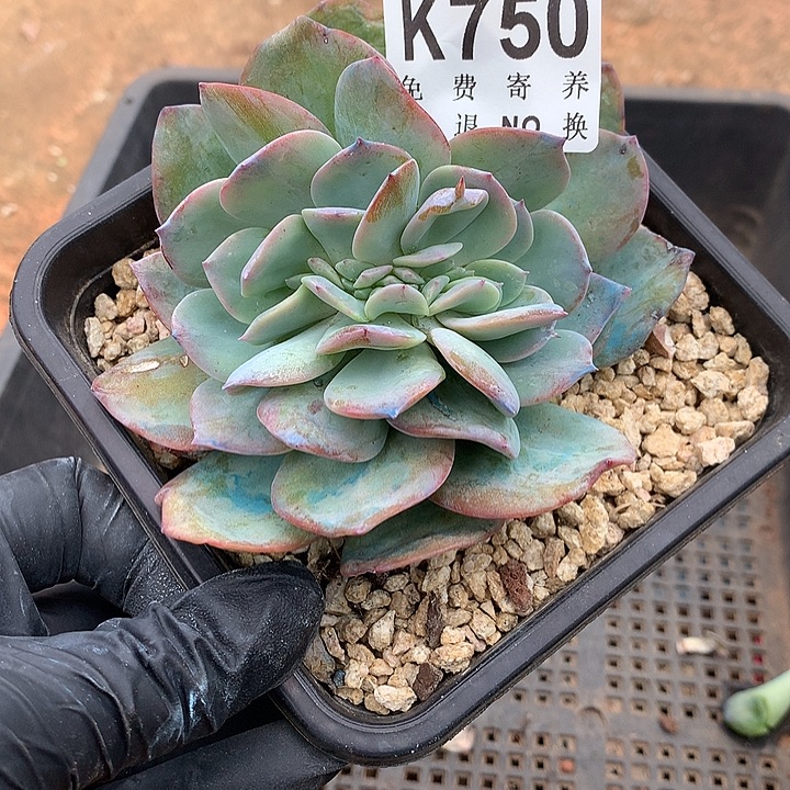 血凤缀化 750 璐璐多肉