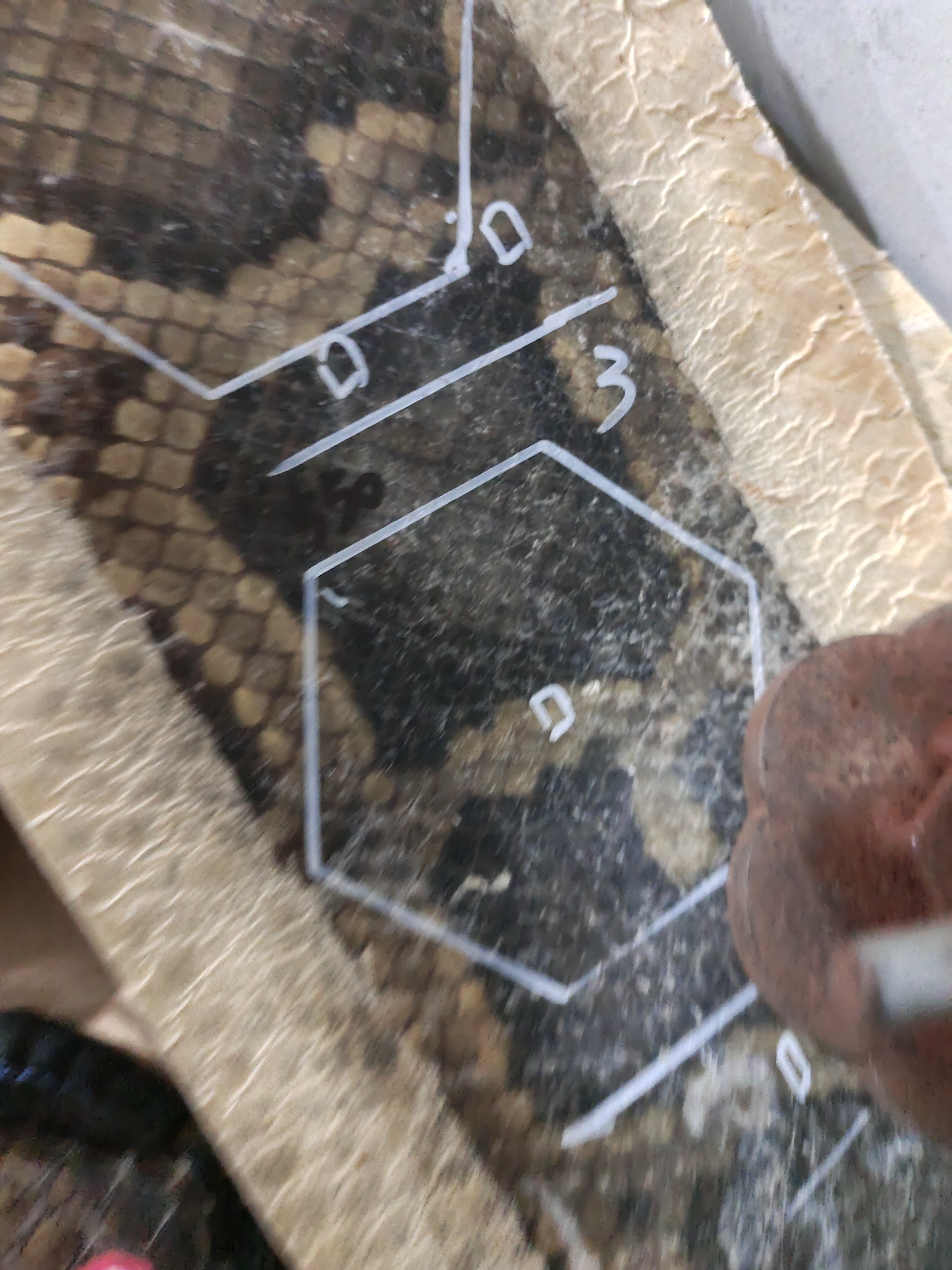 正中肛门尾部皮现场裁皮直播间选皮缅甸金花蟒二胡中胡等乐器用