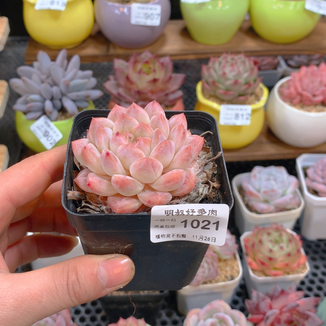 晓***精明叔精选。一物一拍。1021