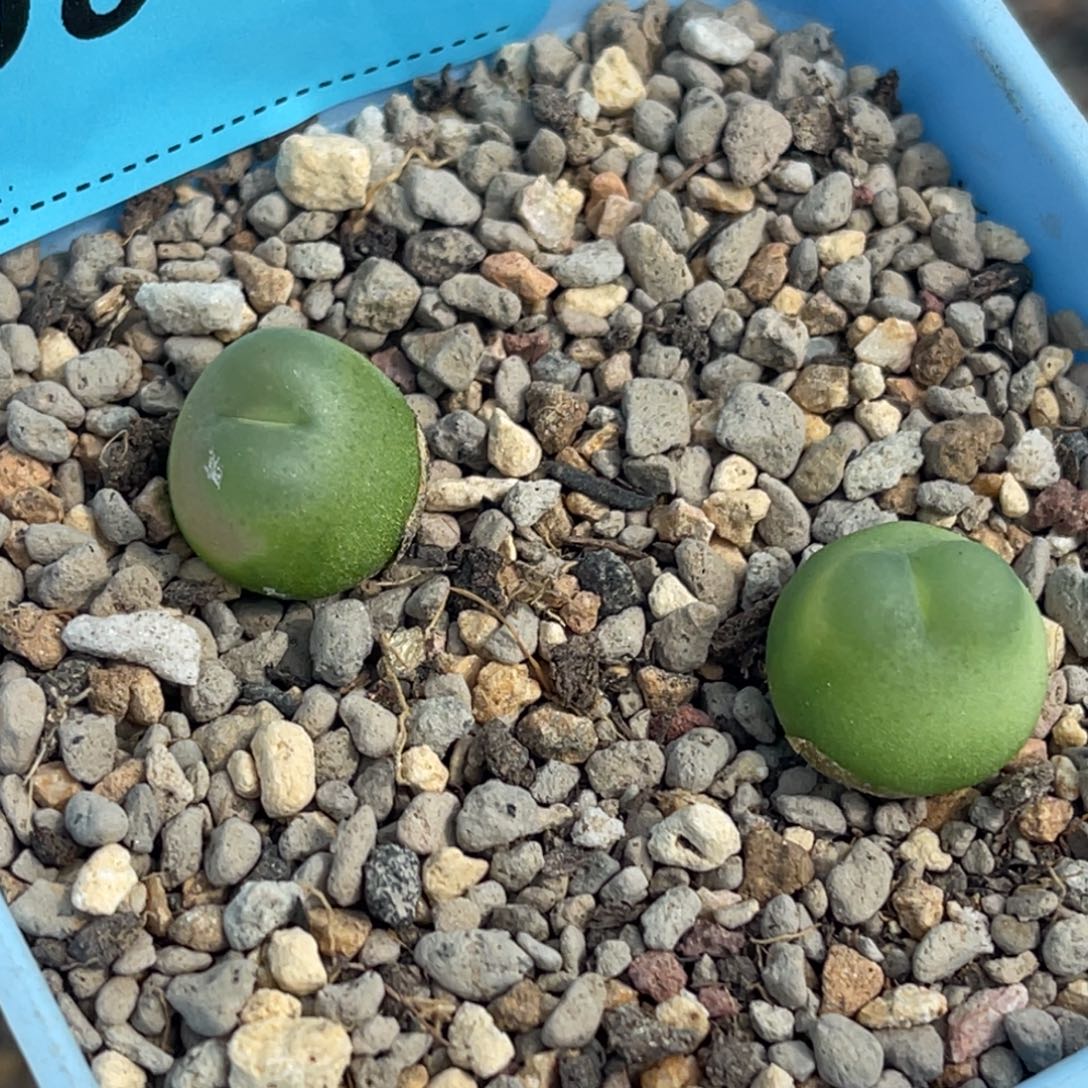 8072日系拉登两颗。