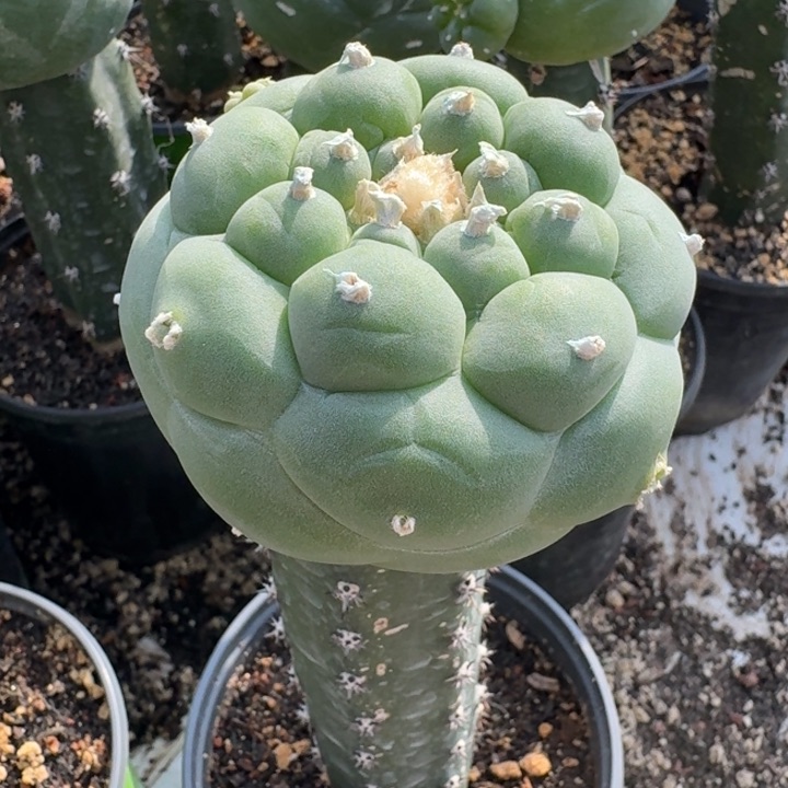 大优佛头苗接仙人球