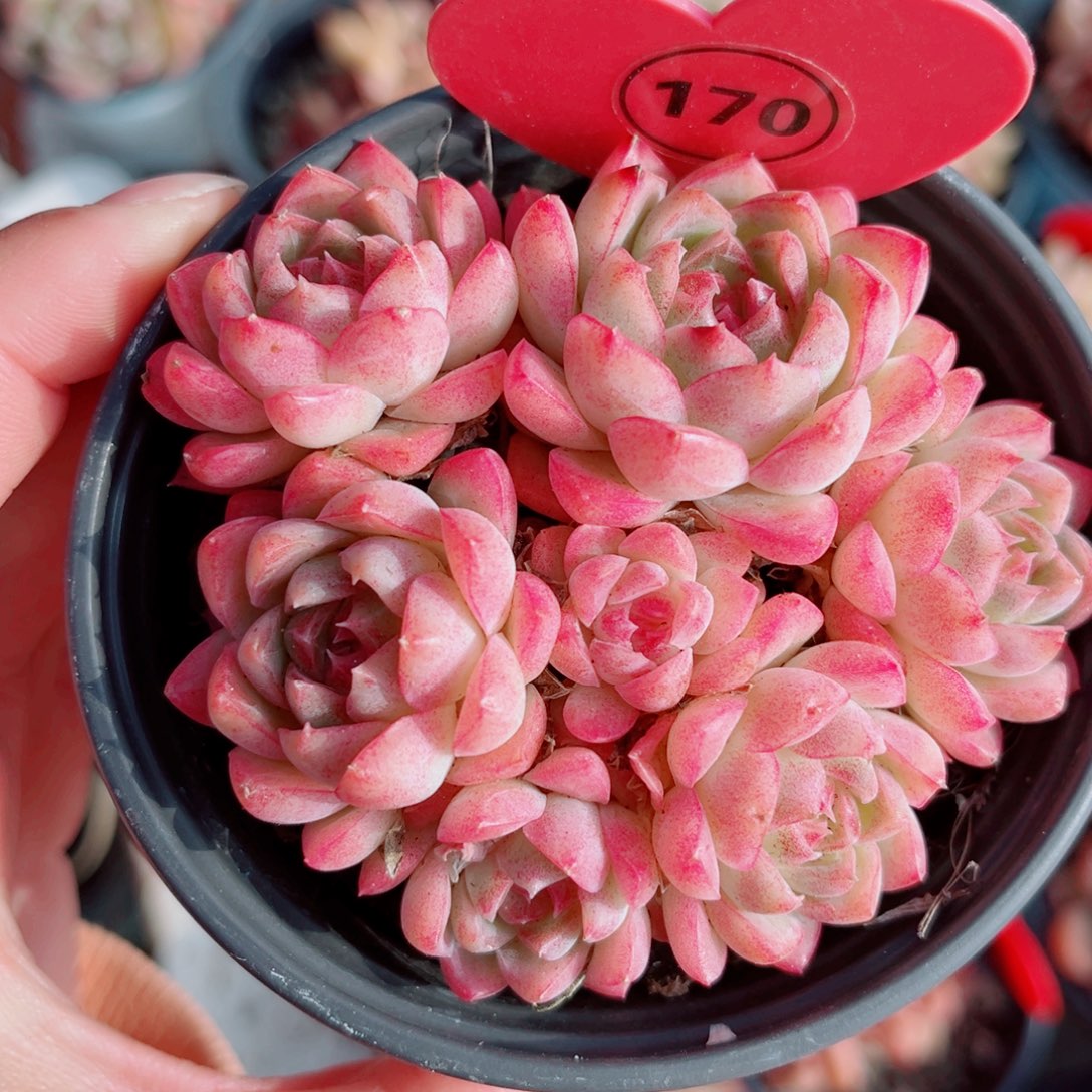 170号小老桩女王群