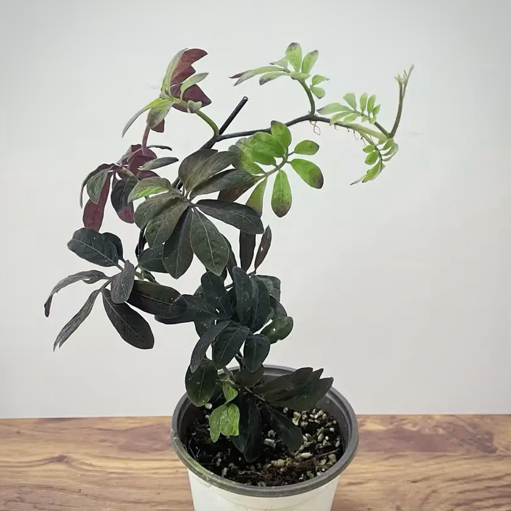 【紫茄秋海棠】厄瓜多尔紫茄秋海棠进口ins风网红绿植可垂吊