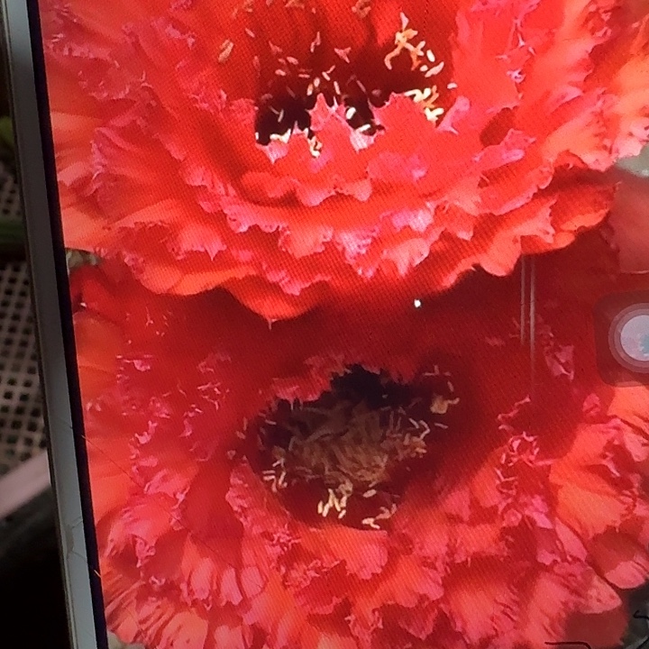 73号侧芽5公分左右毛花柱（20包邮