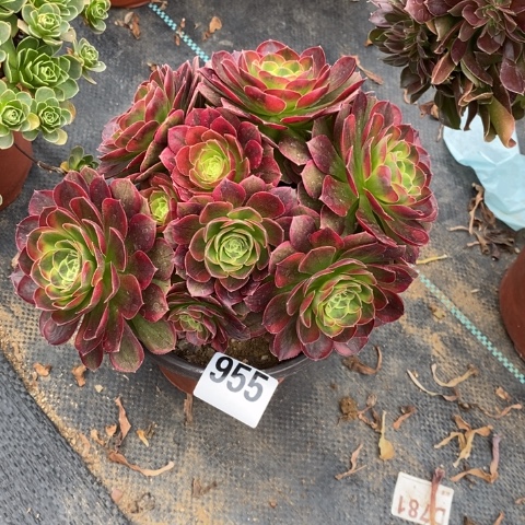 奶白多肉植物法师不包损