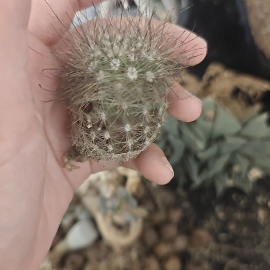 一物一拍，实生仙人球！