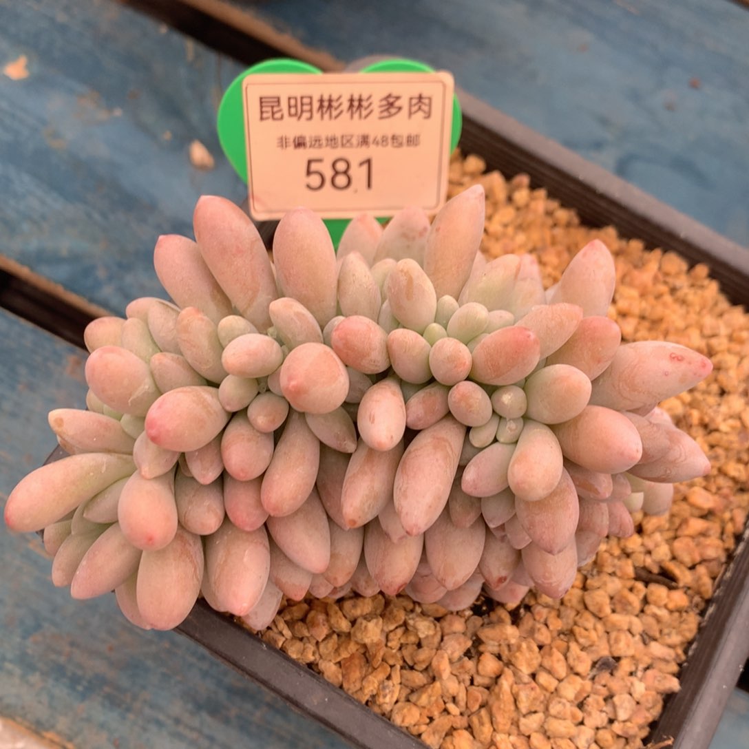 汤圆缀化一物一拍581