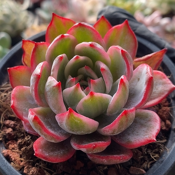 劳伦斯腹轮锦多肉植物