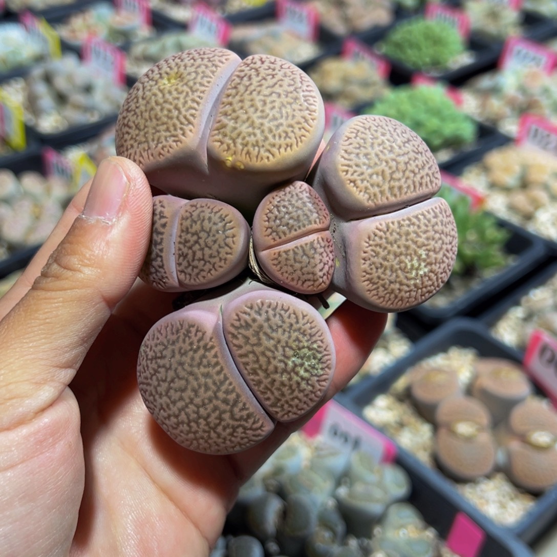 771 一物一拍，默认有伤，介意勿拍，不退不换