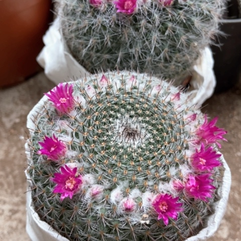 小余温仙人球两盆仙人球10米