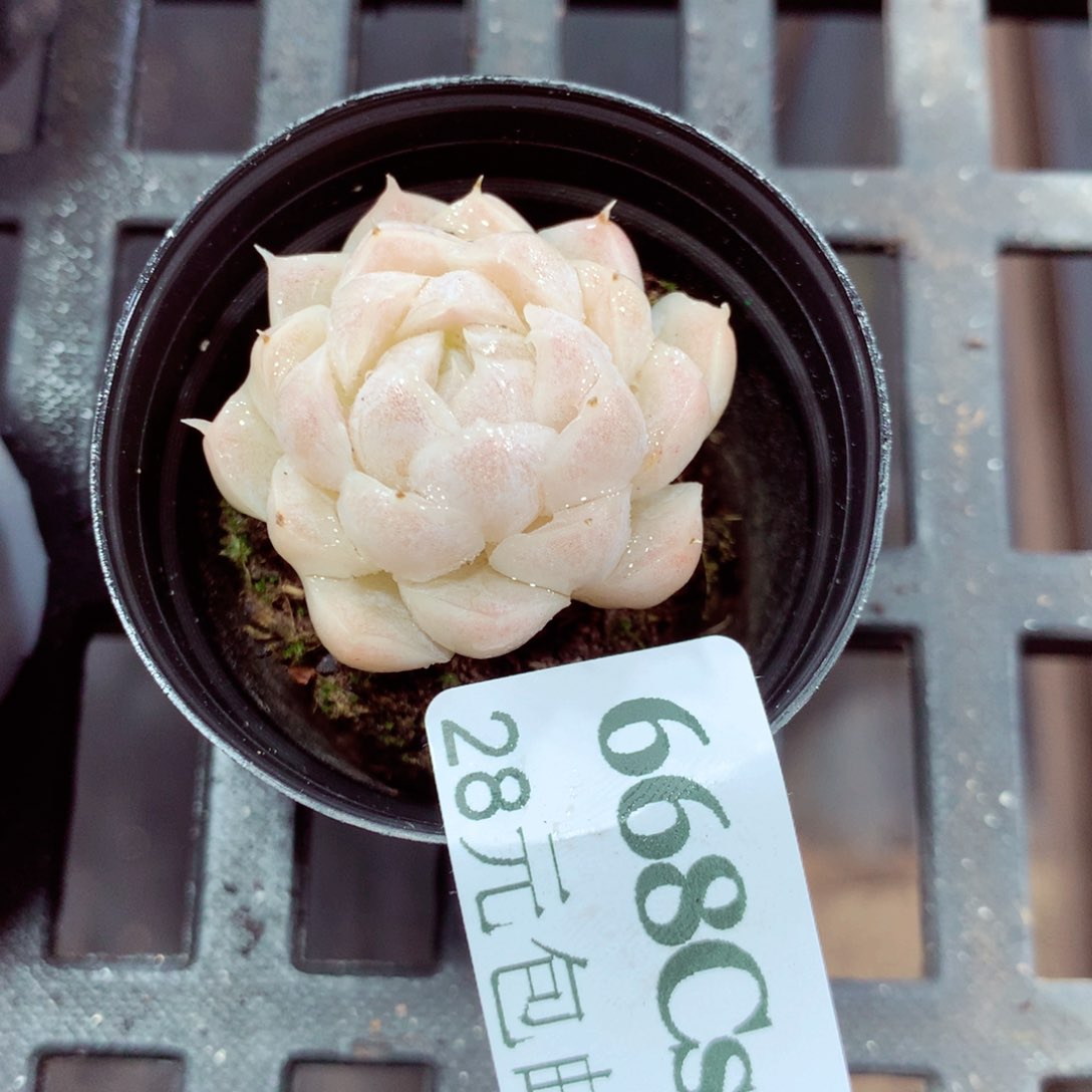 5厘米盆精控多肉668 