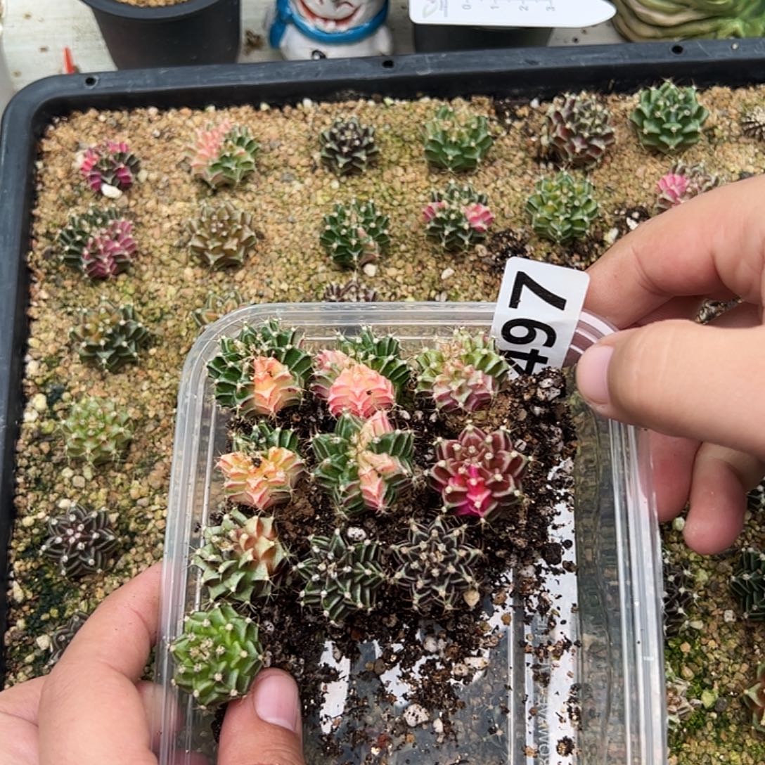 当前无花朵，栽培后可花朵497