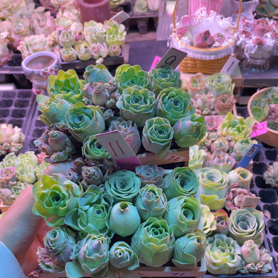 文***多肉植物山地玫瑰71.72木盒