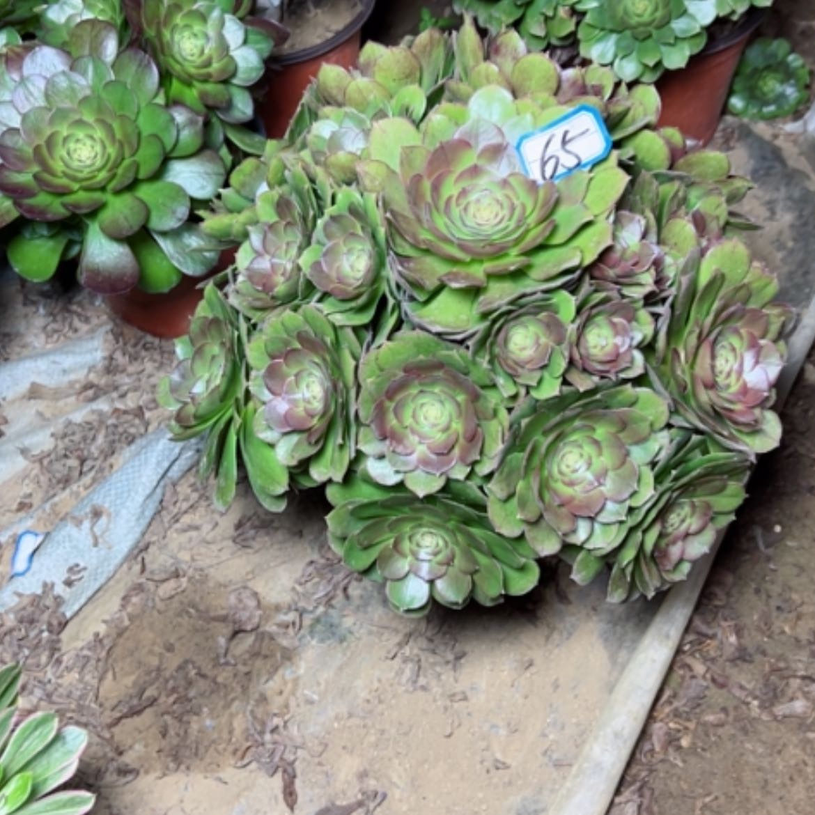 【闪购商品】多肉植物万圣节65