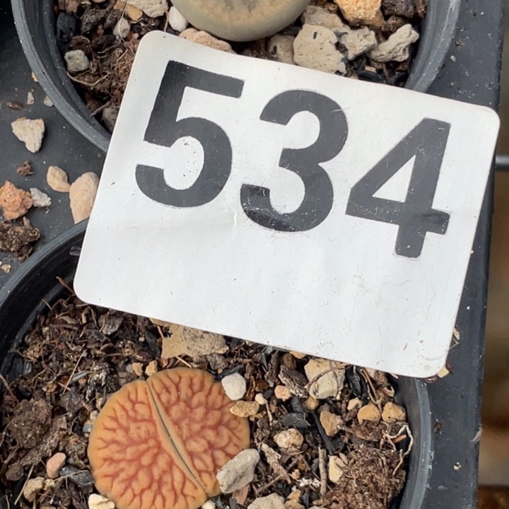 534线富贵两颗母本