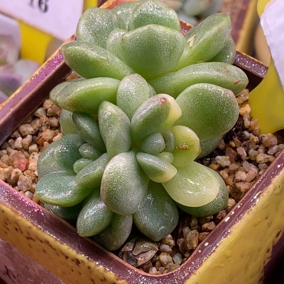 330冰玉黄锦带拉丝……三头