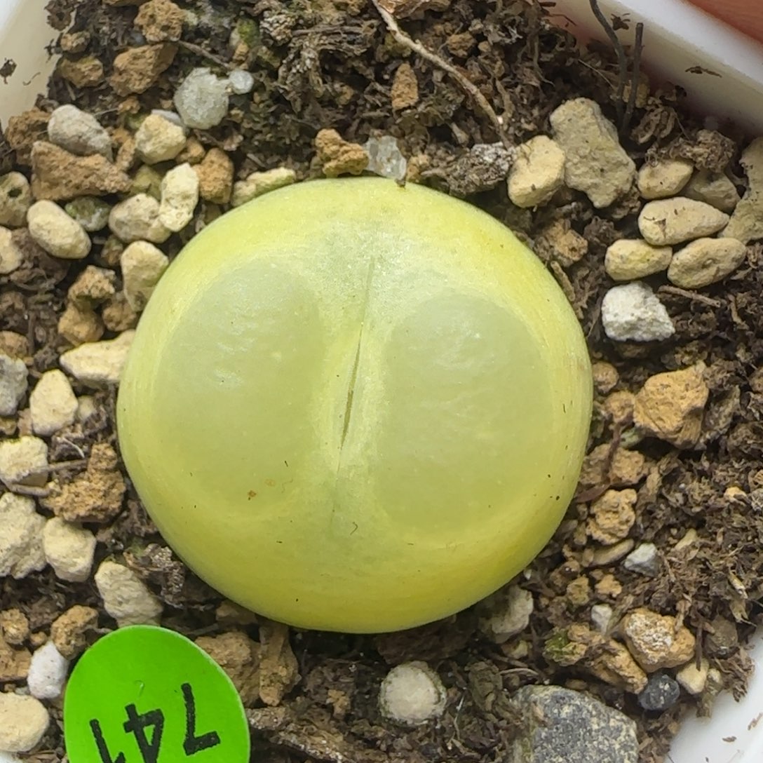 拉登2.2+多肉植物741