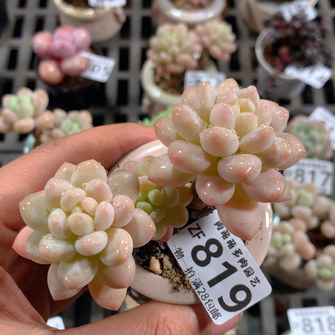 5CM拇指盆精控多肉ZF819