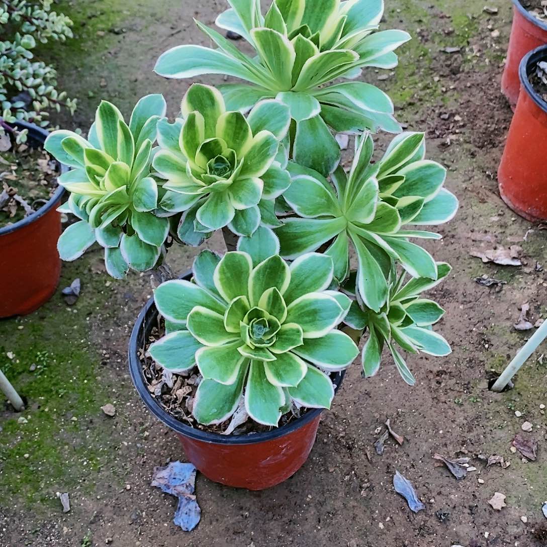 398 号20包邮不包断枝