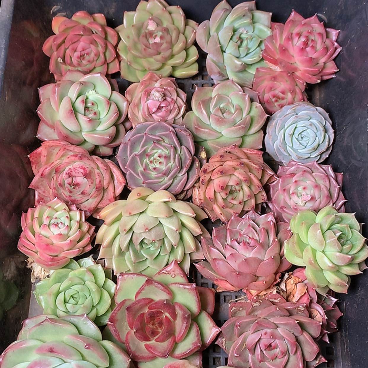 【闪购商品】云806