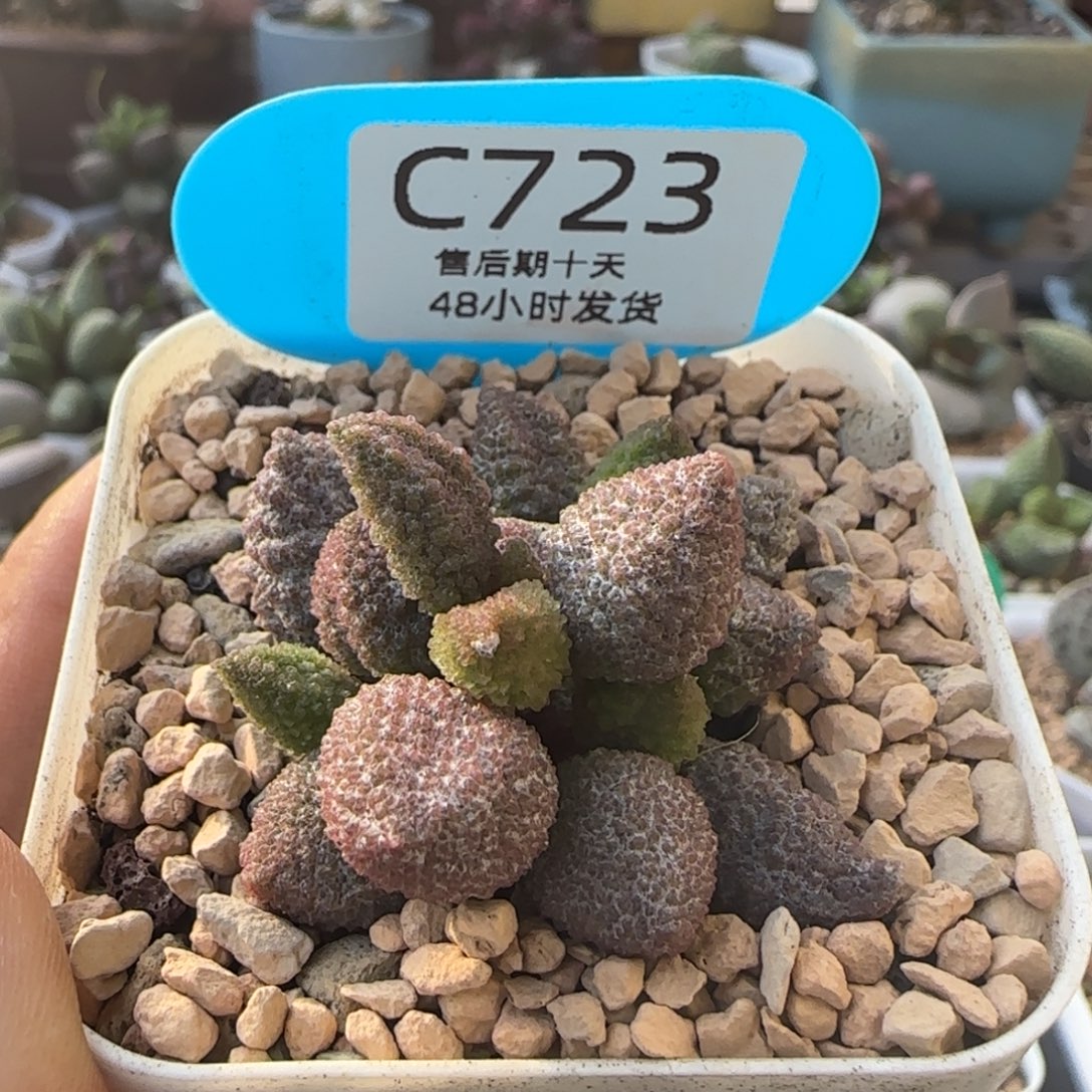 黄金奶油果。  723。  