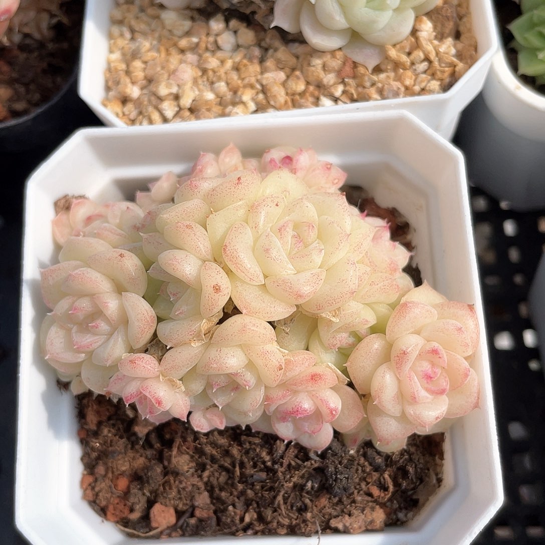 优选白天鹅福利8169