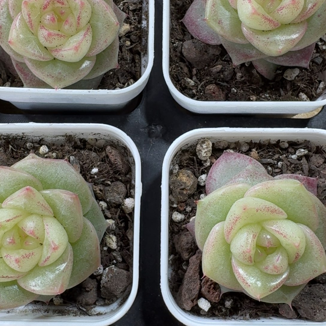 1208-118-宽叶珍妮单头量拍