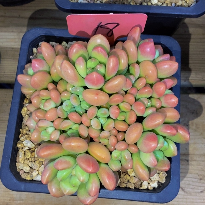 这个点吃晚饭真的要