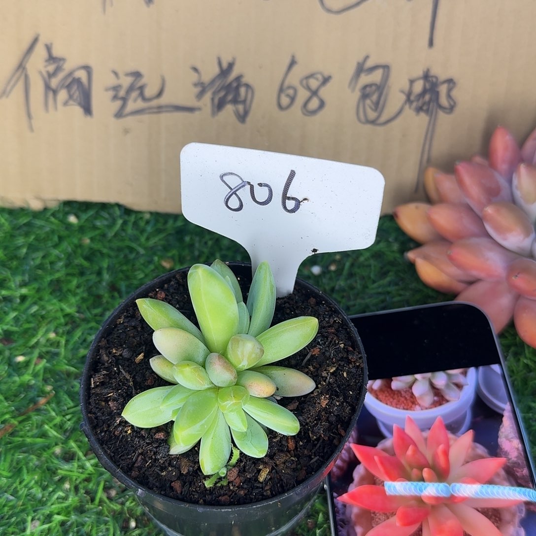 云南多肉小栈朵唯奇806