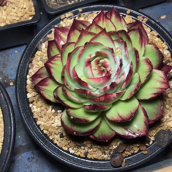 惊鸿仙子多肉植物8809